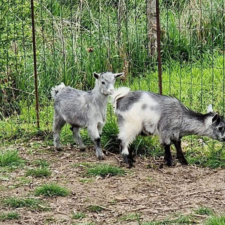Willa Domaine Des Galinaces Roulotte La Roussette 2-4P Marigny-les-Reullee Zewnętrze zdjęcie