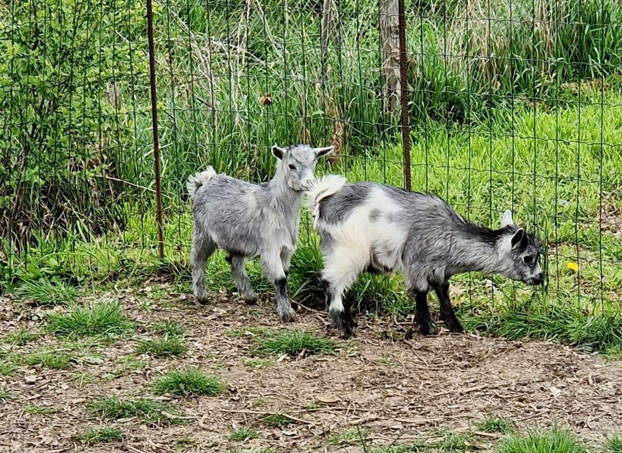 Willa Domaine Des Galinaces Roulotte La Roussette 2-4P Marigny-les-Reullee Zewnętrze zdjęcie